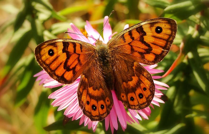 butterfly day nature insect flower animals butterfly the sump megera garden at the court of